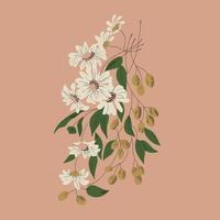 vector, flor blanca, aceitunas, dibujo botánico, ilustración