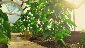 Pepper plants in the greenhouse. Bell pepper bushes growing photo