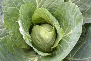 repollo blanco. grandes hojas de col verde se enrollan en foto