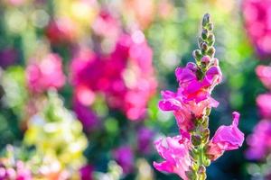 La hermosa flor del dragón antirrhinum majus está floreciendo en el jardín. foto