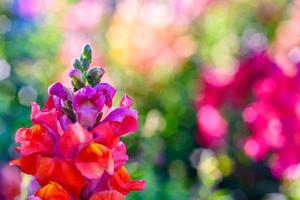 Beautiful Antirrhinum majus dragon flower is blooming in the garden. photo