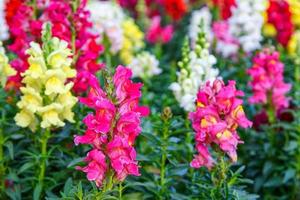 Beautiful Antirrhinum majus dragon flower is blooming in the garden. photo