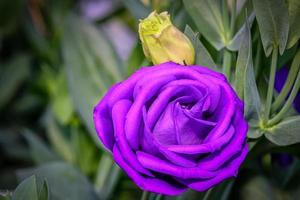 Beautiful Lisianthus Flowers in the garden photo