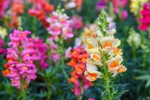 Beautiful Antirrhinum majus dragon flower is blooming in the garden. photo