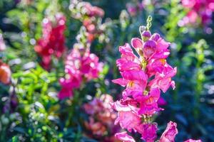 La hermosa flor del dragón antirrhinum majus está floreciendo en el jardín. foto