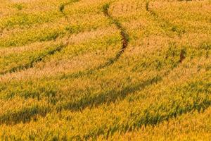 Yellow grain ready for harvest growing in a wheat field. photo