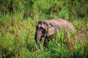 elefante asiático es un gran mamífero. foto