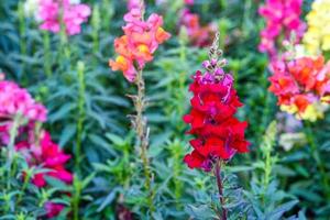 Beautiful Antirrhinum majus dragon flower is blooming in the garden. photo