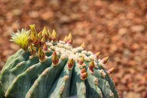 ferocactus glaucescens var. nudum con flores amarillas en el jardín foto