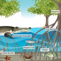 Escena del bosque de manglares y animales con nombre de etiqueta. vector