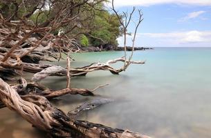 isla de Hawaii, playa 67 driftwood y mar foto