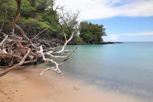 Hawaii Island, Beach 67 Driftwood and Sea photo