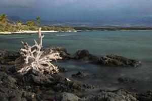 Árboles caídos y mar en la playa en Hawaii foto