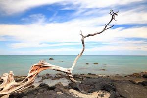 Driftwood y el mar en la playa de Anaeho'omalu Big Island, Hawaii foto