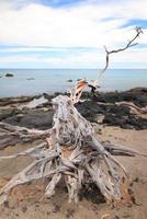 Hawaii Island, Beach 67 Driftwood and Sea photo