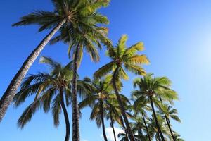 hermoso paisaje de la isla de hawaii, costa de kohala foto