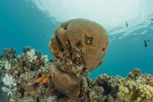 Coral reef and water plants in the Red Sea, Eilat Israel photo