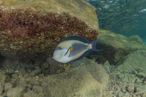 Fish swim in the Red Sea, colorful fish, Eilat Israel photo