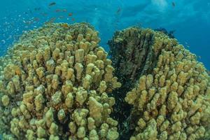 Coral reef and water plants in the Red Sea, Eilat Israel photo