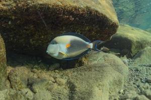 Fish swim in the Red Sea, colorful fish, Eilat Israel photo