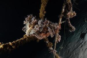 Fish swim in the Red Sea, colorful fish, Eilat Israel photo