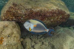 Fish swim in the Red Sea, colorful fish, Eilat Israel photo