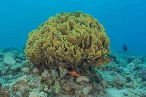 Coral reef and water plants in the Red Sea, Eilat Israel photo