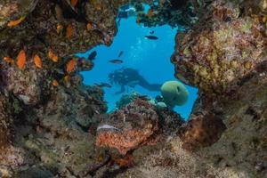 Fish swim in the Red Sea, colorful fish, Eilat Israel photo