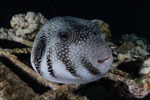 Fish swim in the Red Sea, colorful fish, Eilat Israel photo