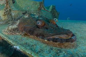 Fish swim in the Red Sea, colorful fish, Eilat Israel photo