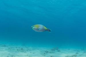 Fish swim in the Red Sea, colorful fish, Eilat Israel photo