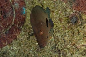 Fish swim in the Red Sea, colorful fish, Eilat Israel photo