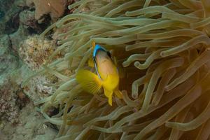Fish swim in the Red Sea, colorful fish, Eilat Israel photo
