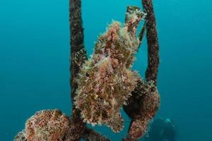 Fish swim in the Red Sea, colorful fish, Eilat Israel photo