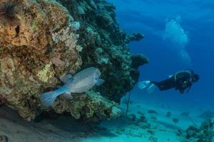 Fish swim in the Red Sea, colorful fish, Eilat Israel photo