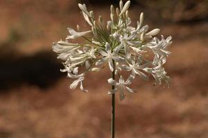 Amazing Flowers in the botanical gardens of Israel photo