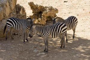 Zebras at the Zoo of Jerusalem photo