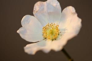 Flower blossom close up background rosa arvensis family rosaceae photo