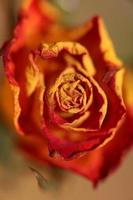 Rosa flower close up family rosaceae modern high quality big size photo