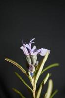 Planta aromática de flor de flor rosmarinus officinalis familia lamiaceae foto
