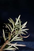 Rosmarinus officinalis leaves macro family lamiaceae modern background photo