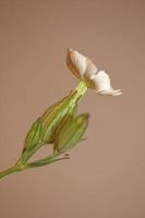 Flor flor cerrar silene latifolia familia caryophyllceae foto