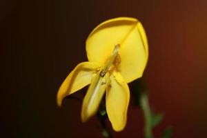 Flower blossom close up spartium jenceum family leguminosae botanical photo