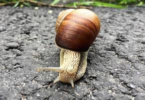 Small garden snail in shell crawling on wet road, slug hurry home photo