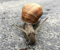 Small garden snail in shell crawling on wet road, slug hurry home photo