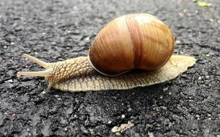 Small garden snail in shell crawling on wet road, slug hurry home photo