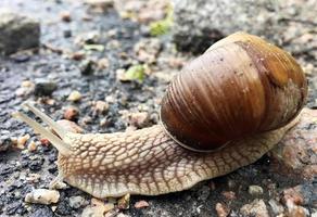 Small garden snail in shell crawling on wet road, slug hurry home photo