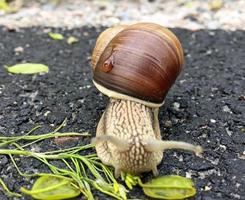 Small garden snail in shell crawling on wet road, slug hurry home photo