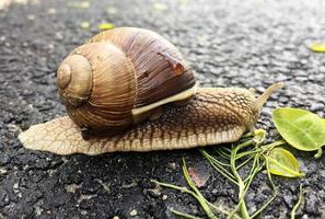 Small garden snail in shell crawling on wet road, slug hurry home photo
