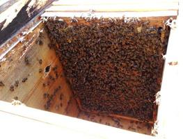 Background hexagon texture, wax honeycomb from a bee hive filled photo